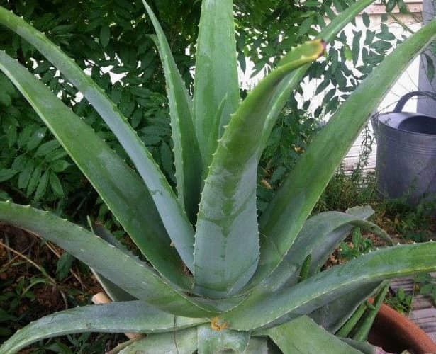 cultiver-son-aloe-vera-au-jardin-ou-chez-soi